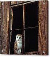 Barn Owl #10 Acrylic Print