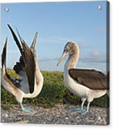 Blue-footed Booby Pair Courting #7 Acrylic Print