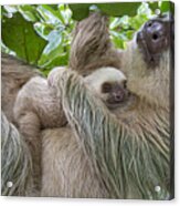 Hoffmanns Two-toed Sloth And Old Baby #7 Acrylic Print