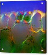 Lily Stalk Tissues With Stomata, Lm #7 Acrylic Print