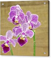 Purple Orchid #7 Acrylic Print