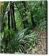 Tropical Forest #7 Acrylic Print
