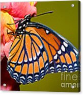 Viceroy Butterfly #8 Acrylic Print