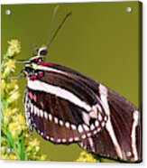Zebra Butterfly Heliconius Charitonius #7 Acrylic Print