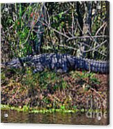 8- Alligator Acrylic Print