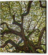 Island Angel Oak Tree Acrylic Print