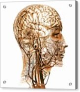 Brain Anatomy #8 Acrylic Print