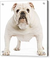 English Bulldog #8 Acrylic Print