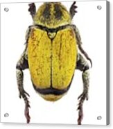 Scarab Beetle #8 Acrylic Print