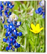 Texas Bluebonnets #8 Acrylic Print