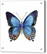 80 Imperial Blue Butterfly Acrylic Print