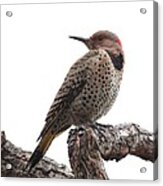 Northern Flicker #9 Acrylic Print