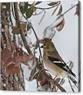 American Goldfinch #91 Acrylic Print