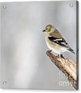 American Goldfinch #97 Acrylic Print