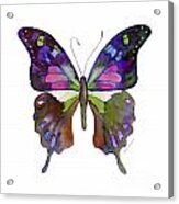 98 Graphium Weiskei Butterfly Acrylic Print