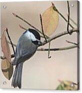 Black-capped Chickadee #99 Acrylic Print