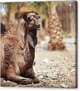 A Camel Sitting On The Ground Acrylic Print