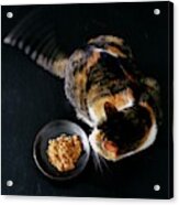 A Cat Beside A Dish Of Cat Food Acrylic Print