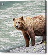 A Coastal Brown Bear Sow Stands On A Acrylic Print