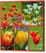 A Collage Of Aspiring Tulips Acrylic Print