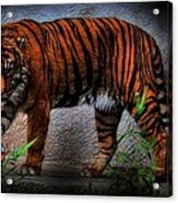 A Dangerous Tiger Acrylic Print