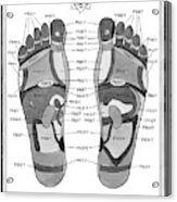 A Diagram Of Parts Of The Foot Acrylic Print