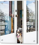 A Dog Peaks Its Head Out Of The Door Acrylic Print