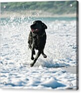 A Dog Running In The Tide Along A Beach Acrylic Print