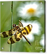 A Dragonfly's Life Acrylic Print