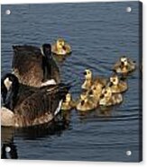 A Family Of Canada Geese Acrylic Print