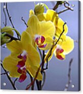 A Family Of Orchids Acrylic Print