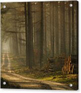 A Forest Walk Acrylic Print