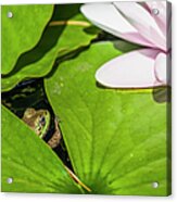 A Frog Peaking Through The Lily Pads Acrylic Print