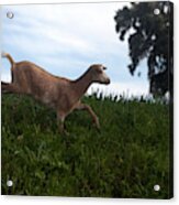 A Goat Walks Near A Monoculture Field Acrylic Print