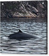 A Grey Whale Eschrichtius Robustus Acrylic Print