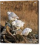 A Group Of Snowy Owls Acrylic Print