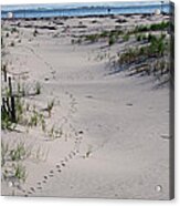 A Gull's Walk To The Ocean Acrylic Print