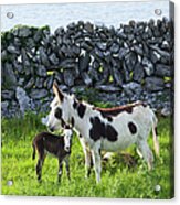 A Horse And Calf Standing Beside A Acrylic Print