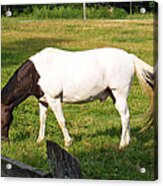 A Horse Named Dipstick Acrylic Print