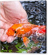 A Koi In The Hand Acrylic Print