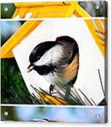 Chickadees Triptych Acrylic Print