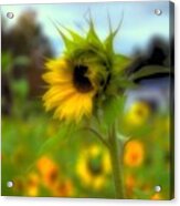 A Little Sunshine In A Cold, And Drabby Acrylic Print