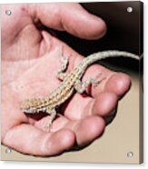 A Lizard Sits On A Hand Acrylic Print