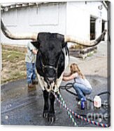 A Longhorn Steer Is Prepared For Exhibition At A County Fair Acrylic Print