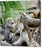 A Monkey Grooming Another Monkey Acrylic Print