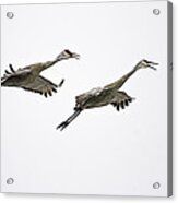 A Pair Of Sandhill Cranes Acrylic Print