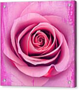 A Pink Rose Acrylic Print