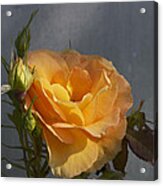 A Rose By Any Other Name Acrylic Print