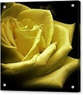 A Rose For You Acrylic Print