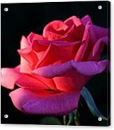 A Rose Is A Rose Acrylic Print